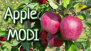 Яблоня Моди / Apple Modi