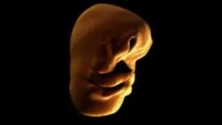Процесс формирования у эмбриона человека лица. ast752.ru