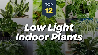 12 Best Low Light Indoor Plants 🪴🏠 Hanging Houseplants 🌿🍀