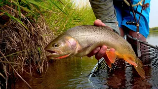 Guides Day Off in Idaho - Technical Dry Fly Fishing to big Cutthroat