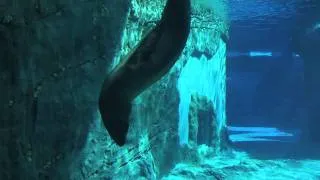 Taronga's Leopard Seals Learn Their Song