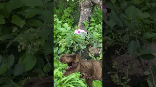 Se encontró un huevo de dinosaurio 😱 #shortsviral #parati #youtubeshorts #viral #shortvideos