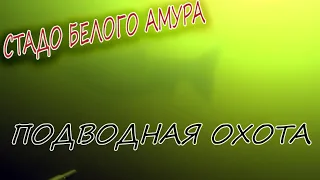 Подводная охота, стадо белого амура