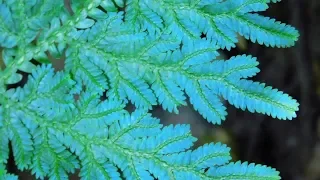 IRIDESCENT Leaved Plants (World's Most Spectacular Plants episode 9 of 14)