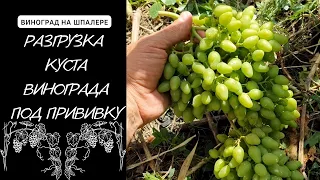 Разгрузка куста винограда под прививку. Почему следует разгружать куст.