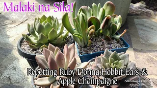 Repotting Apple, Champ,German Champaigne &  Hobbit Ears in a Bigger Pot!