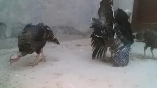 Turkey bird set for sale in khanpur zilla Rahimyar khan