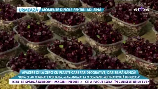 Un român a dat lovitură cu o afacere unică: produce microplante