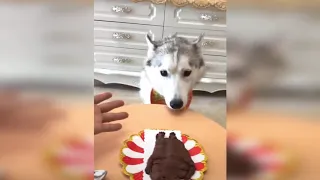 Dog Reaction to Cutting Cake   Funny Dog Cake Reaction Compilation / pet lover