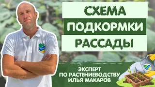 СХЕМА подкормки рассады огурцов