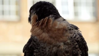 Miss Peregrines Home For Peculiar Children - behind the scenes with Eva Green