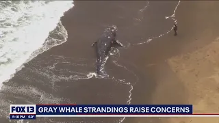 Experts concerned over rise in gray whale strandings | FOX 13 Seattle