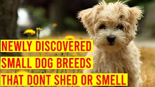 10 Newly Discovered Small Dog Breeds That Don't Shed Or Smell