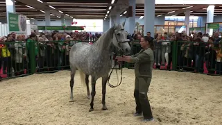 Золотая осень 2018. Выводка лошадей. Карамболе