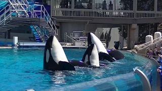 One Ocean (Full show/Full HD) Sept 6 2014 12pm - SeaWorld San Diego