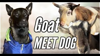 Pet Goat Surprise! Dogs and Parents Surprised Expressions! 😲👨‍👩‍👧‍👦