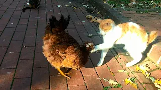 Cat Slaps Annoying Chicken!