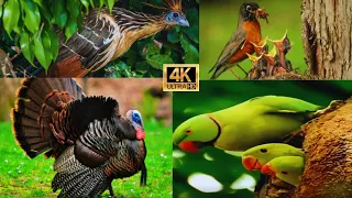 Impressive Largest Birds of The World - Birds of Rainforest - Nature's beauty