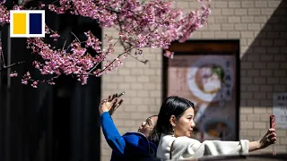 Japanese cherry blossoms may disappear by 2100