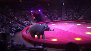 Индийские слоны на арене Карагандинского цирка 22 июня 2019 года