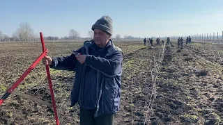 Днепропетровская обл. Садим Черешню по методу UFO.