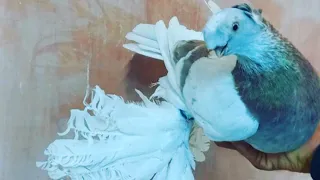 Узбекские голуби Pigeons الحمام Tauben  merpati کبوتر 鴿子 ハトkaʙūtar güvercinler porumbei 12/05/24