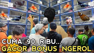 DILUAR NURUL  !! BURUNG SEGACOR INI CUMA 90 RIBU DI PASAR BURUNG PRAMUKA