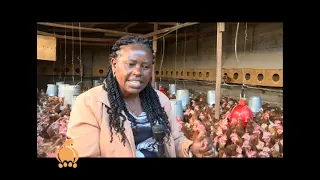 Kiambu poultry farmers form co-operative to find solutions for egg production and marketing.