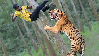Tiger Attack in Forest |  Royal Bengal Tiger Attack  Fun Made Movie clips