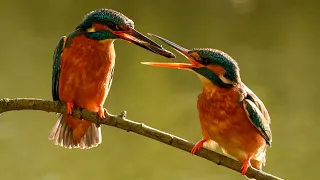 Kingfisher Courtship: Clumsy Couple Learn To Share | Discover Wildlife | Robert E Fuller