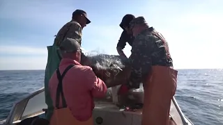 Профессия – рыбак: Как добывают камбалу-калкана у берегов Крымского полуострова