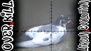 BIG BORE Pigeon Hunt | DonnyFL Emperor and Ronin | Airgun Evolution