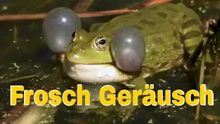 Frog Sound - Frog croaking in the pond - Frogs croaking