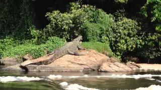 Nile Nile Crocodile at the Bottom of Murchison Falls - June 2015, Uganda