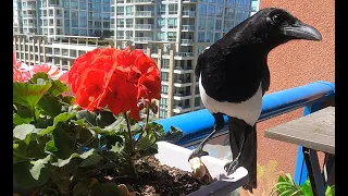 Talkative Magpies having some peanuts