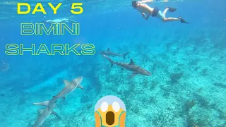 Swim with Sharks and Explore Shipwreck in Bimini Bahamas! | Virgin Voyages Day 5 on the Scarlet Lady