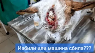 Собака с разбитой😱 головой два дня сидела просила помощи у людей 😭😭😭