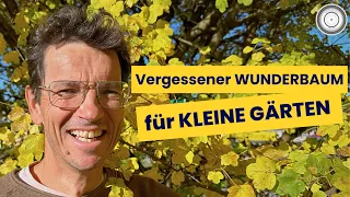 ESSBARER HAUSBAUM für kleinere Gärten, RAUPENFUTTERPFLANZE - Acer campestre – Heimischer Feldahorn