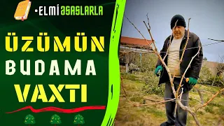 🍇 ÜZÜM BUDAMA |  ÜZÜM BUDAMA VAXTI | ОБРЕЗКИ ВИНОГРАДА | ÜZÜM BUDAMA ZAMANI | 🍇🍎🍊