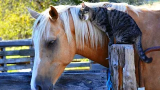 When your cat become best friend with horse 🤣