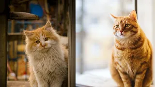 New Born kitten find out to her mother cat