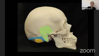 Surgical Anatomy for Transcranial Skull Base Approaches- Maria Peris Celda