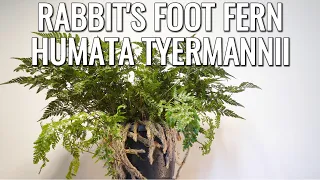 Rabbit's Foot Fern Quick Care Tips