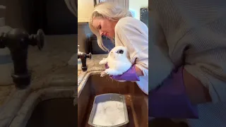 Giving My Bunny a Bath