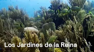 Por el Planeta: Los Jardines de la Reina, parte de la costa salvaje de Cuba - Despierta con Loret