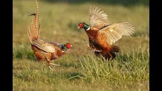 Охота на фазана лучшие моменты октября только выстрелы Pheasant hunting the best moments of October