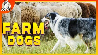 Guardians of the Harvest: Meet the Ultimate Farm Dog Breeds