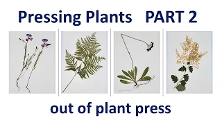 Pressing plants PART 2