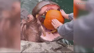 Hippo engulfs pumpkin on National Pumpkin Day