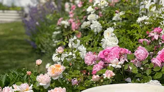 Front Garden Tour: David Austin roses are in bloom!